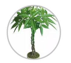 綠植搭配也有講究！